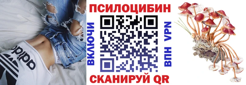 сколько стоит  Кукмор  mega зеркало  это телеграм  Псилоцибиновые грибы Psilocybine cubensis 